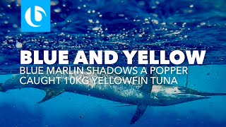 Free Swimming Blue Marlin shadows a popper caught Yellowfin tuna