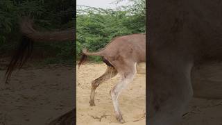 #youtubeshorts #animals #donkey #shorts #shortvideos