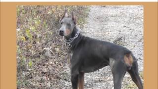 Fawn and blue dobermans (short description)