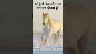 घोड़े से तेज कौन सा जानवर दौड़ता है?/Which animal can run faster than horse? #gkfacts @iAspirant