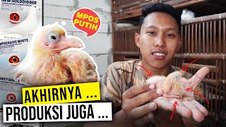 MERPATI POS PUTIH YANG KU TUNGGU - REJEKI GA KEMANA