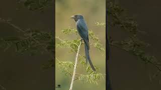 Ashy DRONGO