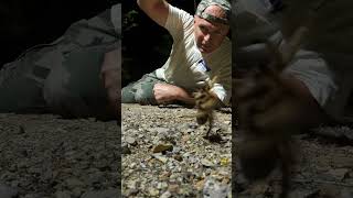 Tarantula Fishing #tarantula #spider #fishing g