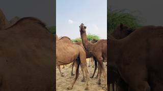 Camels in winter #shorts  #shortvideo  #youtubeshorts