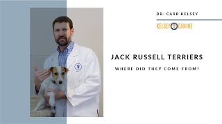 Where Did Jack Russell Terriers Come From?