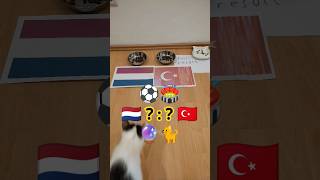 🇳🇱 Netherlands vs Turkey 🇹🇷 cat Oracle predicts match result. UEFA Euro 2024