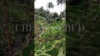 Cretya Ubud - a fine place 🌳 #travel #travelling #bali #ubud #cretyaubud