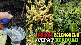 Cara sederhana tanam pohon kelengkeng dalam planterbag cepat berbuah