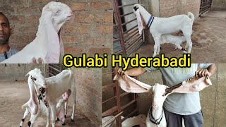 Gulabi Hyderabadi Bakriya | Pure Breedline| Chandrayangutta | Barkas | Hyderabad