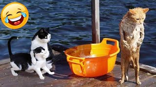 Be careful, don't laugh 🐕😺 Funny videos with dogs, cats and kittens😸part 12