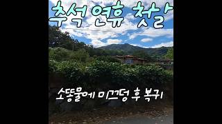 아픔을 딛고 끝물 고추따기