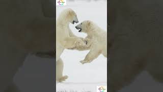 Male Polar Bears facts That you won't believe! #!shorts #shortsfeed #facts #weirdanimals #mystery