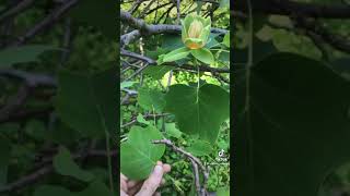 Tulip Tree or Yellow Poplar - Tasting the Flower #Shorts