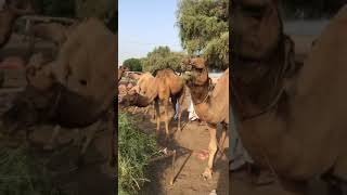 Camels