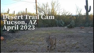 Desert Trail Cam, April 2023, Tucson, AZ - Baby javelinas nursing and aggro bunny chases squirrel!