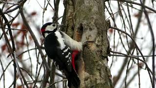 Что дятел прячет в дупле / Great Spotted Woodpecker