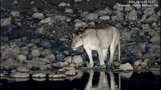 YouTube   Okaukuejo Resort, Wildlife Waterhole  Live camera stream @nwr-namibia