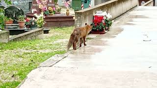 Il volpino fa buona guardia al cimitero di Ortona.