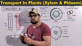 Overview of Transport in Plants