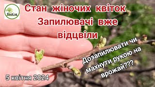 Фундук. Активність жіночих квіток - запилювачів вже немає! 5.04.24