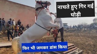 नाचते हुए गिरी घोड़ी  | Dancing mare | Stallion Horse | Dance Competition #Dance