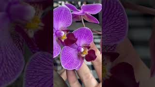 Пересадку орхидея одобрила✍🏻и показала как цветёт🌸орхидея#20!First show of the recovered orchid 💜