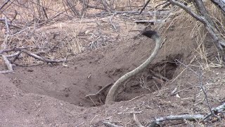 A lioness pulling a warthog from her burrow.