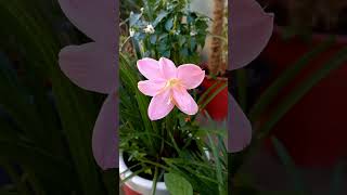 Petals in the Rain: Stunning Pink Rain Lily in Full Bloom