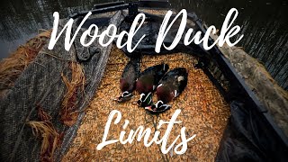 Solo Wood Duck Hunt | Three Shots, Three Ducks!