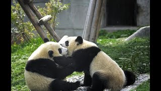 The Dark Side of Pandas We Do Not Know!  #PandaSecrets #BeyondPandaCuteness #PandaMysteries