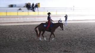 NOVICE AMATEUR HORSEMANSHIP. IAF 6794