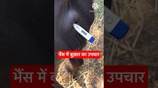 भैंस में बुख़ार का ईलाज #veterinary #veterinarymedicine Dr Suresh Jangir