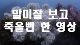 동해 다이빙 강릉 영진해변 아쿠아존 어초에서 말미잘 본 영상