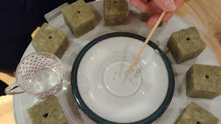 How to plant seeds in rockwool grow cubes growing herbs and vegetables with ebb and flow hydroponics