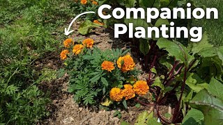 Companion Planting: The Secret to a Thriving Garden