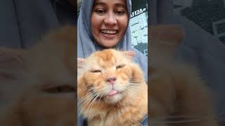 jadi nggak kelihatan galak to #ngakak  #lucu  #kucing