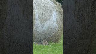 Melted! We Love Calling Hay Fields. #foxpro #coyote #hunting #shorts #outdoors