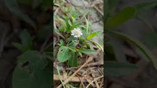 Nature Short video|Nearby my Village|