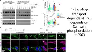 Calnexin phosphorylation at S563 plays crucial role in transport of TrkB to cell surface #Code: 616