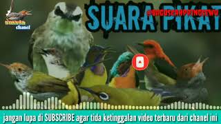 Pikat berbagai macam burung dijamin 100%berhasil