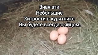 Зная эти небольшие хитрости в курятнике вы будете всегда с яйцом