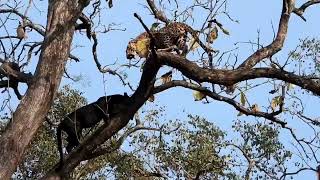 Black Panther Fighting With Leopard On Tree / Black Panther In Kabini Forest #BlackPanther