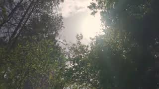 Forest Under Sunlight Full Hd Quality Video | SeSharp Senri