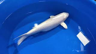 20" Platinum Ogon from Blue Ridge Koi and Next Day Koi