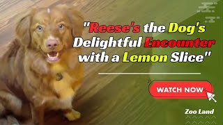 Curious dog melts hearts with adorable ‘overreaction’ to lemon slice