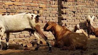 First Time Male Goat And Female Goat mating video|| Rajisthani Goat Mating Video full Details|mating