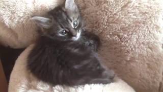 Cute Kitten Snuggles Giant Costco Bear