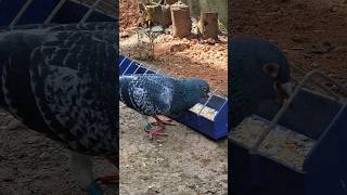 Jelle Rozier x Best Kittle Racing Pigeon Feeding Time #racingpigeon #youtubeshorts #pigeon