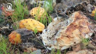 Danger !!!! insects threatens Opuntia Cactus  - scarlet insect