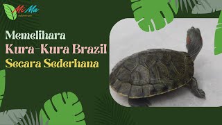 Memelihara Kura Kura Brazil Secara Sederhana